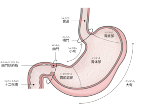 食道潰瘍の食事療法