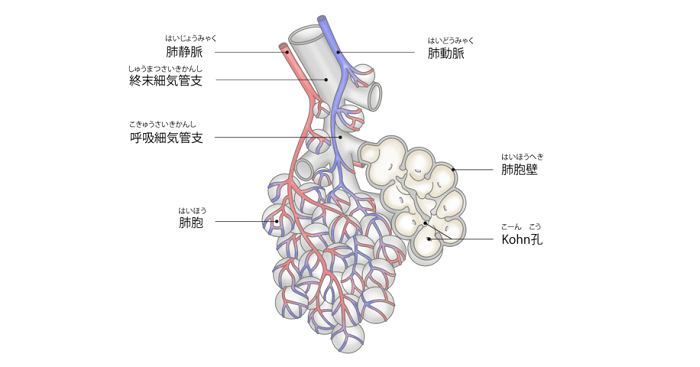 図：肺胞の構造イラスト。