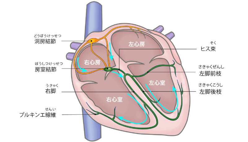 心臓の電気伝導系