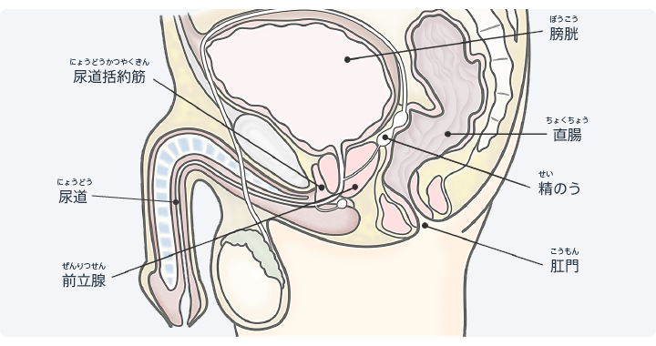 図：前立腺と尿路の位置関係。