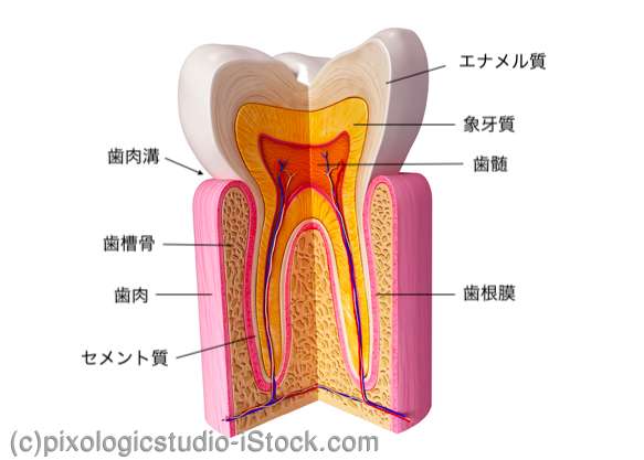 歯と歯周組織の構造