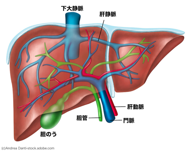 肝臓：肝静脈、肝動脈、門脈、胆管