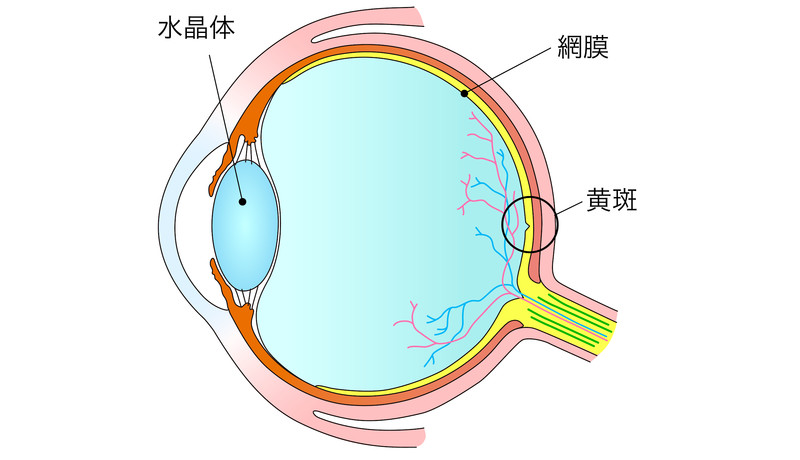 加齢黄斑変性：眼の構造
