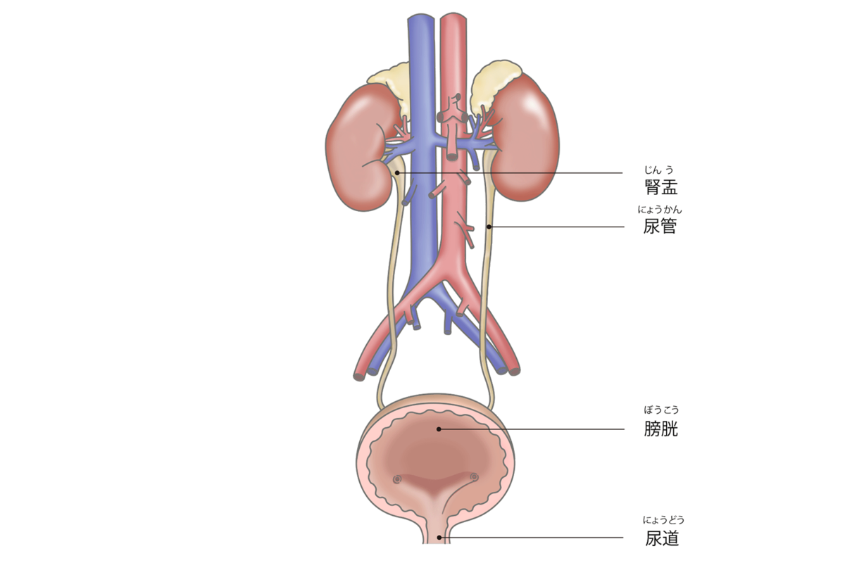 図：尿路にあたる臓器。
