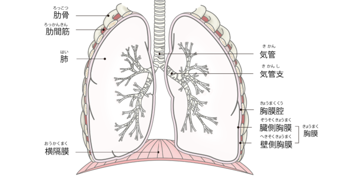 肺の構造のイラスト。空気は気管・気管支と枝分かれしていく気道を通って肺胞に至る。