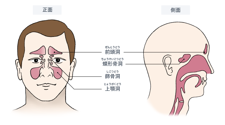図：副鼻腔の位置。