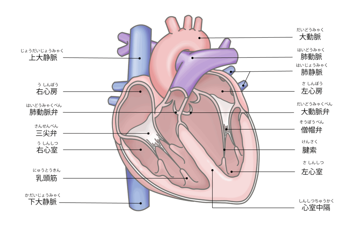 図：大動脈弁は左心室と大動脈の境目にある。