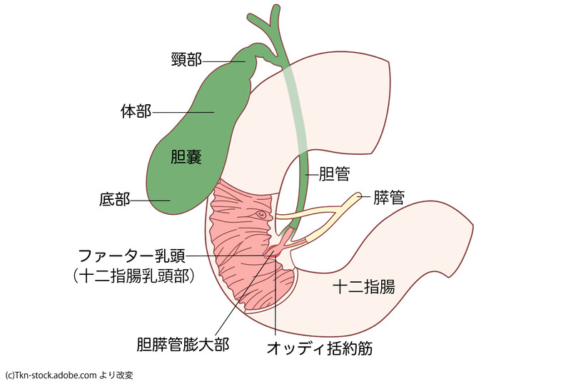 膵管,胆管,Oddi括約筋,十二指腸乳頭部,ファーター乳頭