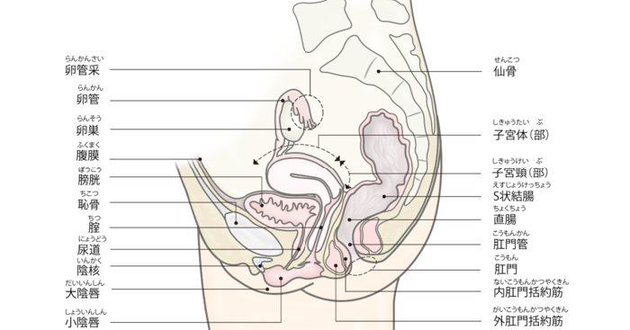 女性の骨盤の正中矢状断。膀胱は子宮の前にある。