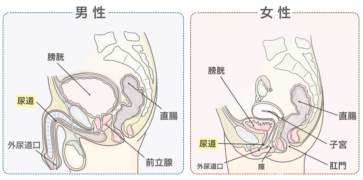 図：尿道の周りの構造の男女比較。