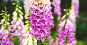 『魔女の秘薬』が心臓を治す??の写真