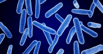 乳酸菌の一種、ラクトバチルス・ロイテリが糖尿病に関連するホルモン分泌を改善するの写真