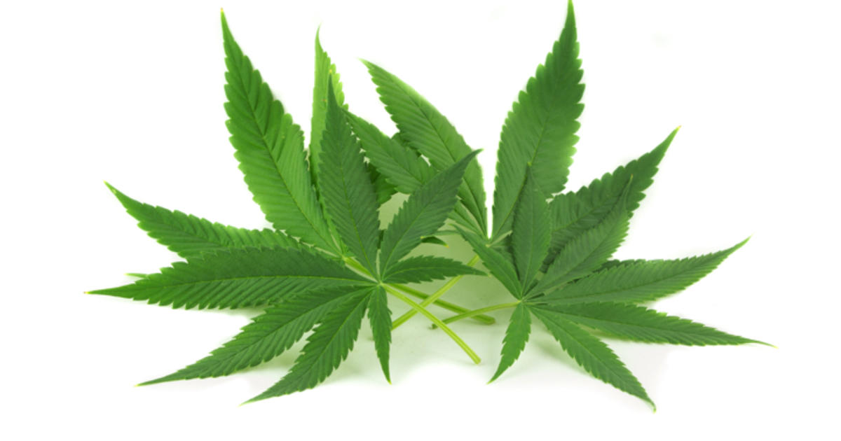 薬物乱用における大麻 マリファナ ハシシ など とその危険性 Medleyニュース